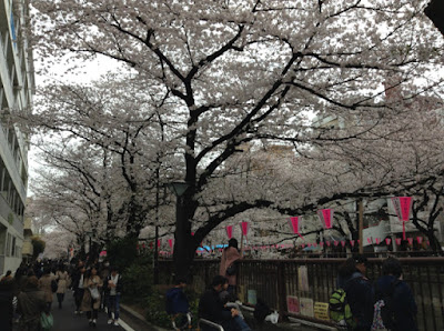 目黒川の桜