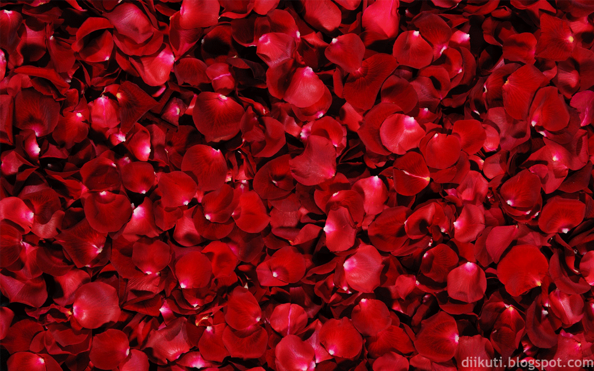 Bungaindah Gambar Bunga Mawar Merah Mewah Dan Indah Terbaru 2015
