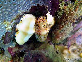 Flamingo tongue snails in les Saintes while diving