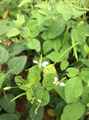 Maman lanang - Cleome aculeata