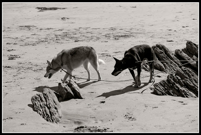 Nova Scotia; Maritimes; Dogs; Risser's Beach