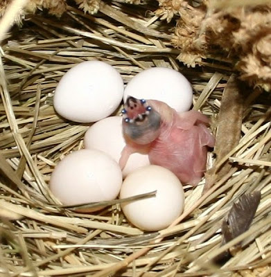 gouldian finch hatchling