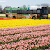 Panduan Wisata ke Taman Bunga Keukenhof di Belanda