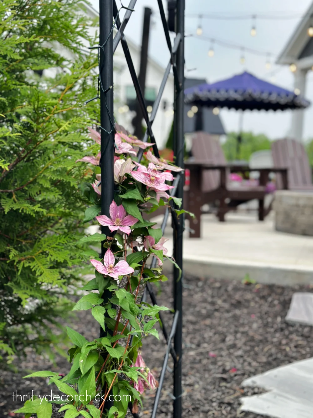 clematis on metal arbor