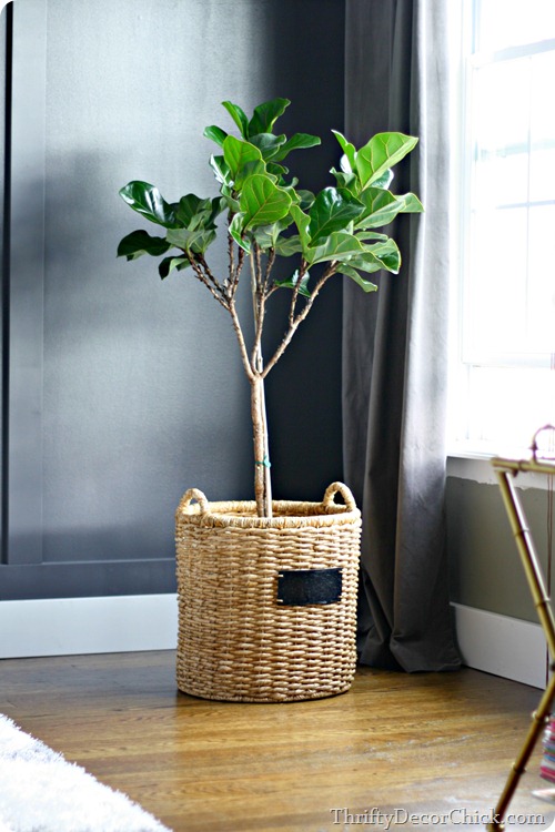 fiddle leaf fig tree