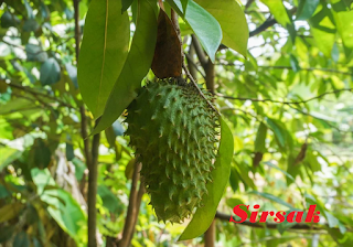 10 Tanaman Herbal Alami Untuk Mengobati Penyakit Diabetes Yang harus Anda Ketahui
