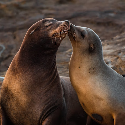 Sea Seal Love DP