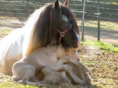 baby horse in mother's lap