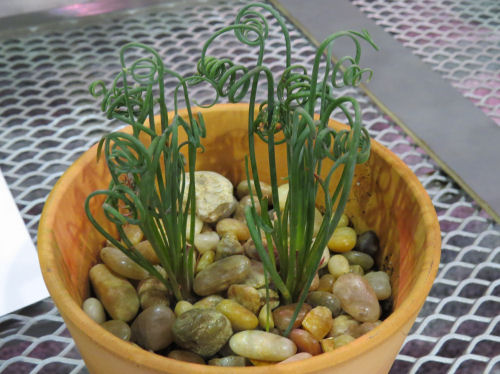 Philadelphia Flower Show 2019- Albuca spiralis