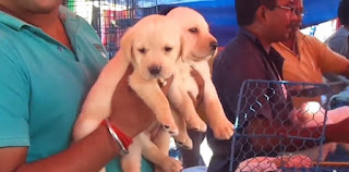 Top dog breeds in India & Is Galiff street pet market really provides the best breeds of dog in the cheapest price? The reality