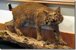 Bobcat!!