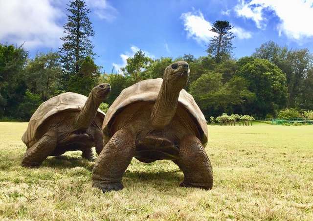 Jonathan, The Giant Tortoise, Is The World’s Oldest-Known Animal