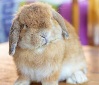 Holland Lop