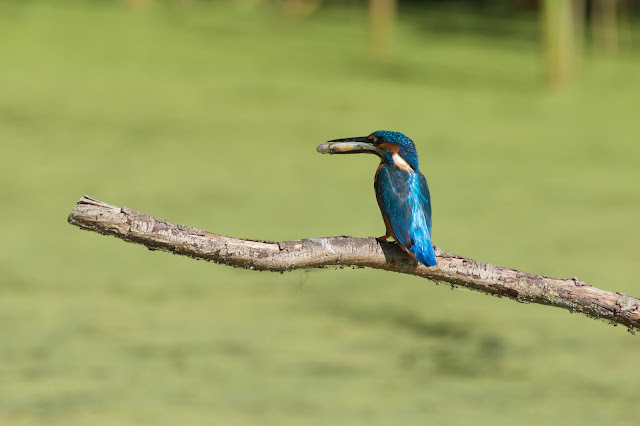 RSPB Rye Meads - Common Kingfisher छोटा किलकिला, राम चिरैया, शरीफन, निता मछराला  (Alcedo atthis)