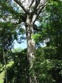 Ceiba Tree - Kapok Tree