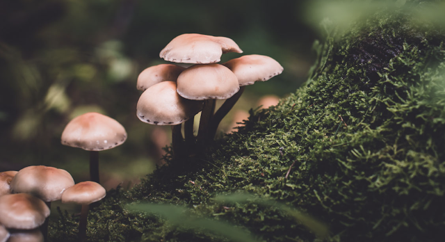 क्या कवक जलवायु परिवर्तन को कम करने में मदद कर सकता है ?  |   Can Fungi help reduce Climate Changes ?