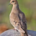 Mourning Dove