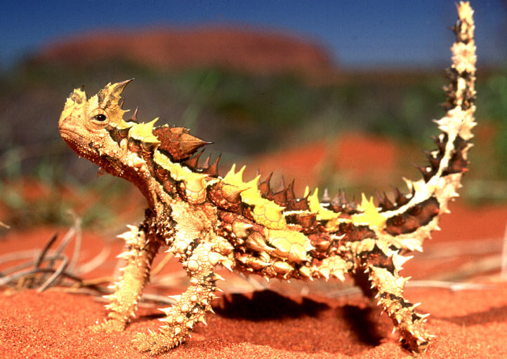 12 Mysterious But Beautiful Creatures You've Probably Never Seen - THORNY DRAGON