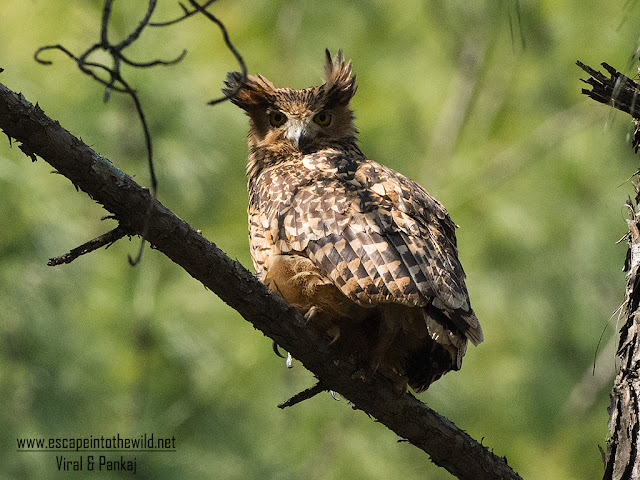 Tawny Fish Owl