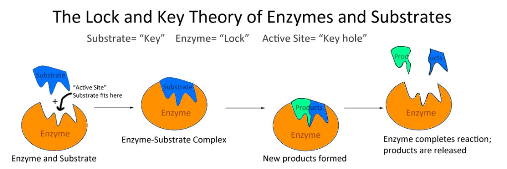 Senior Biology Enzymes