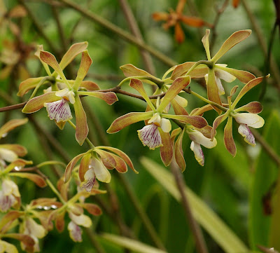 Encyclia species or hybrid