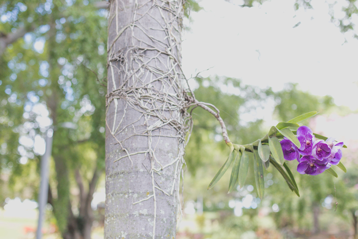 purple orchid on tree