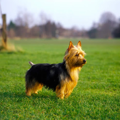 Australian Terrier Puppy Pictures