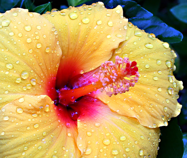 Hibiscus Flower HD Wallpapers Free Download