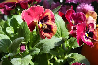 honeybee on maroon pansy 