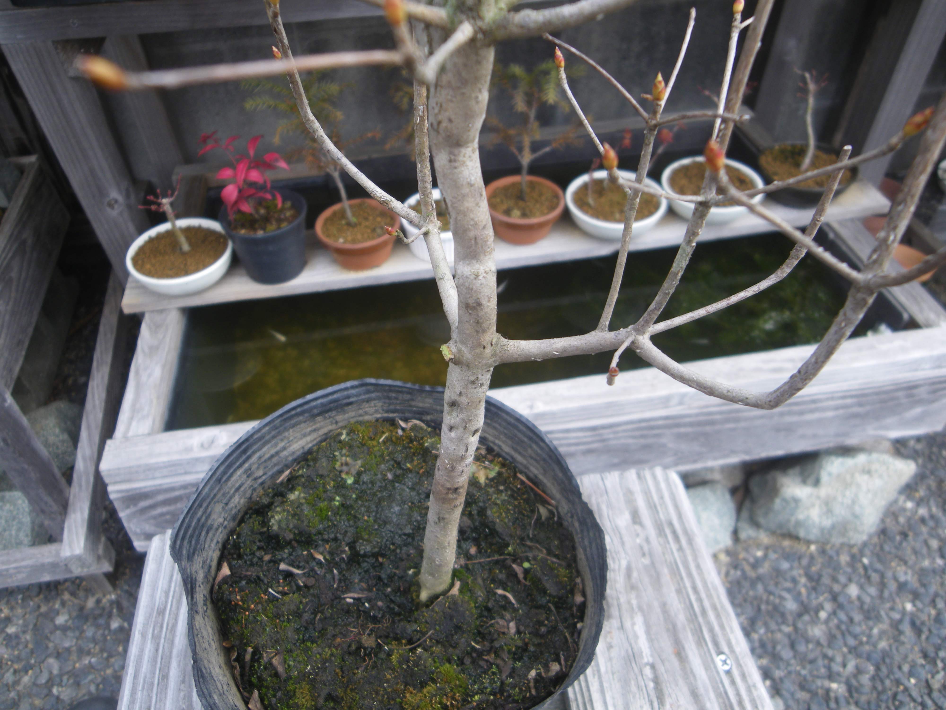 ドウダンツツジの育て方 鉢植えで春に小さな白い花 秋に赤い葉の紅葉を楽しみましょう メダカの大工