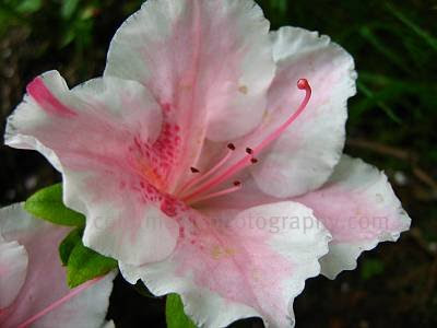 Pink Azalea