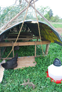 ... , Frankfort Kentucky: Another Chicken Coop: Low Cost and Portable