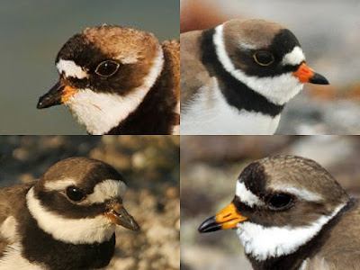 Comparison of Common Ringed and Semipalmated Plovers