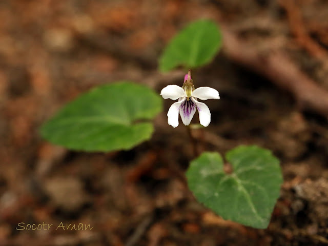 Viola sieboldii