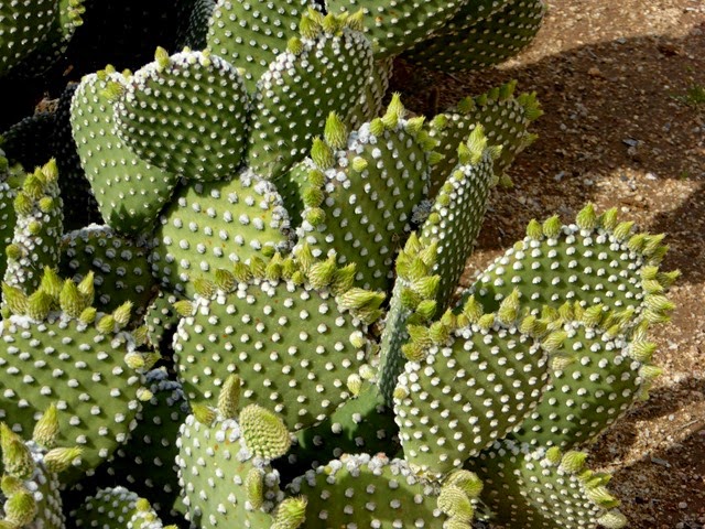 P1020542