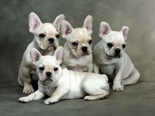 french bulldog puppies pictures