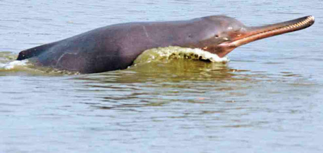 The rare Dolphin species found in River Sindh is ______ Dolphin.