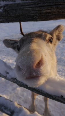 Happy Reindeer Nose Cute Hello Cuddly Finland Snow