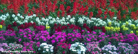 Noida Diary: Pushpotsav - Greater Noida Flower Show 2016