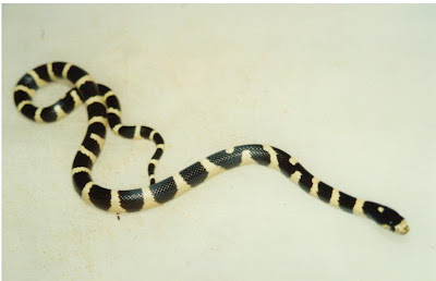 Site Blogspot  Bedding California King on Cannundrums  California Kingsnake