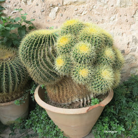 cactus, Majorca