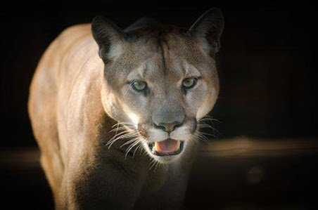 Among the biggest cats in the world is Puma or Coguar.