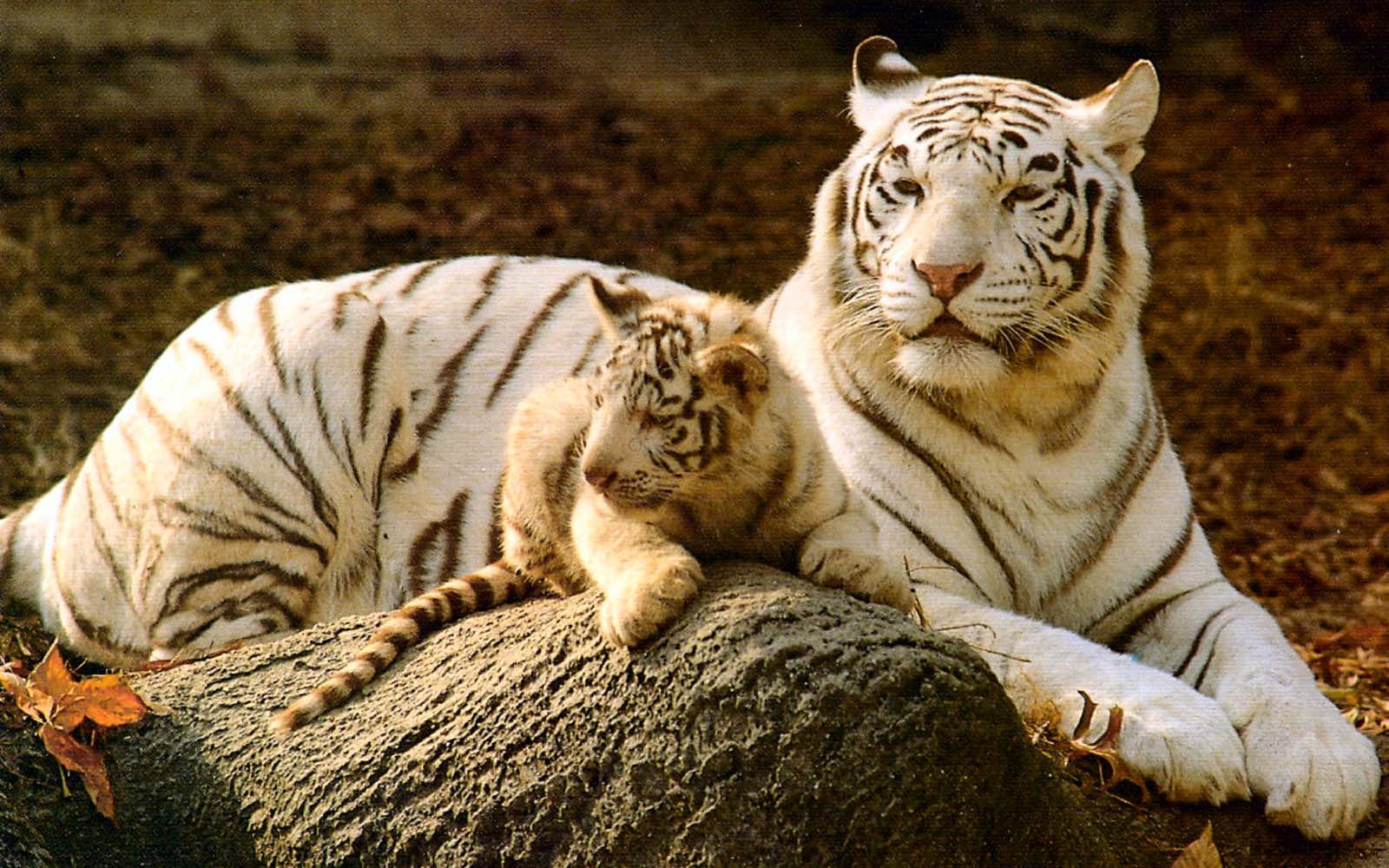 you have read this article baby tiger white beautiful baby white tiger 