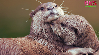 Otter pictures wallpaper free download mobile wallpaper