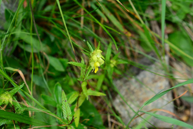 Rhinanthus minor