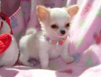Cute Dogs: Teacup Chihuahuas