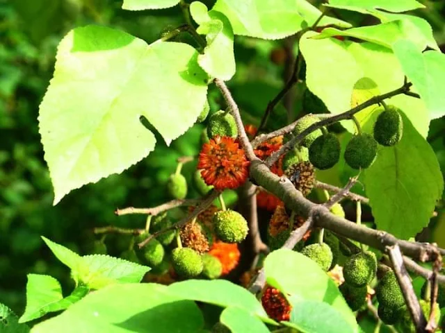 Brussonetia papyrifera ( Paper Mulberry ) - Bangalore Karnataka India