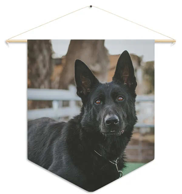 Pennant With Czech Republic DDR Gorgeous Black and Tan Female German Shepherd With Large Paws and Ears