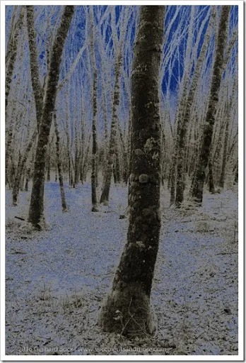 Listen to the trees every bit they sway inwards the current of air Listen to the trees