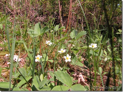 Wild Strawberries